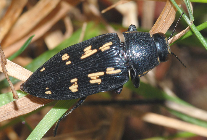 Buprestis novemmaculata